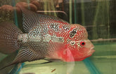 Cichlidae Sp. Flowerhorn Red Pearl